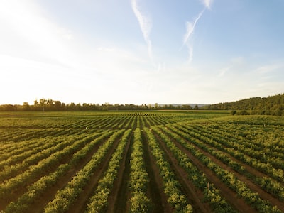 The Gender Disparities in Agriculture